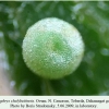 callophrys chalybeitincta ovum dzhamagat1